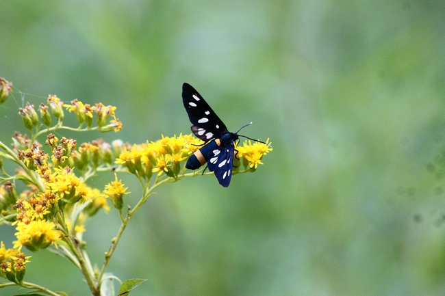 Farfalle e ambienti del parco del Ticino